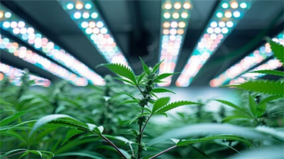 Como escolher a luz certa da planta?